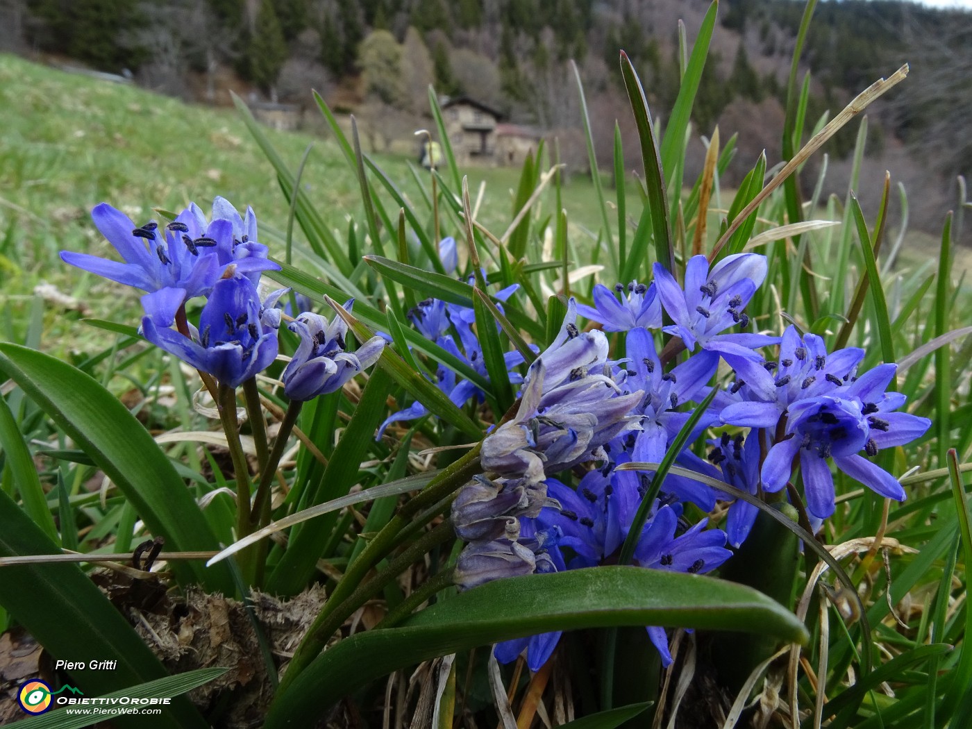 38 Scilla bifolia (Scilla silvestre) ai prati della Pigolotta di Valtorta .JPG